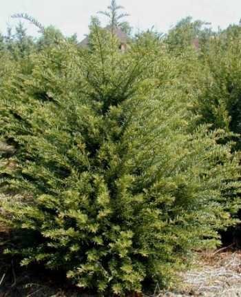 Heimische Eibe Taxus baccata 80-100 cm hoch im 7,5 Liter Pflanzcontainer von Plantenwelt