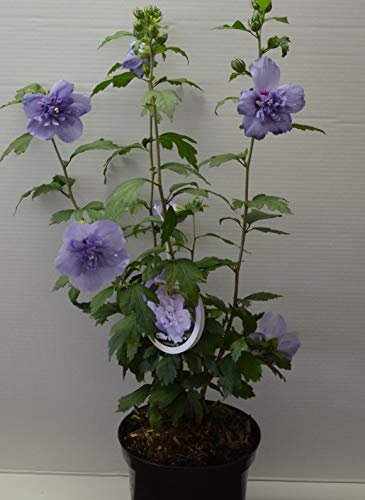 Hibiscus gefüllt blau blühend Hibscus Blue Chiffon - R - 40-60 cm hoch im 3 Liter Pflanzcontainer von Plantenwelt