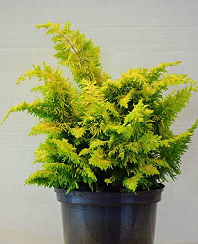 Hinoki Scheinzypresse Chamaecyparis obtusa Fernspray Gold 20-25 cm hoch im 2 Liter Topf Hinoki Scheinzypresse Chamaecyparis obtusa Fernspray Gold 20-25 cm hoch im 2 Liter Topf von Plantenwelt