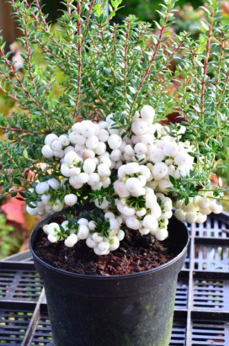 Immergrüne Torfmyrte Pernettya mucronata Alba !MIT BEEREN! 30-40 cm im 2 Liter Pflanzcontainer Immergrüne Torfmyrte Pernettya mucronata Alba !MIT BEEREN! 30-40 cm im 2 Liter Pflanzcontainer von Plantenwelt