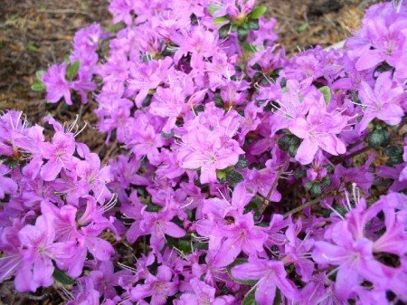 Japanische Azalee Rhododendron obtusum Diamant -R- himmelblau 25-30 cm breit im 2 Liter Pflanzcontainer von Plantenwelt