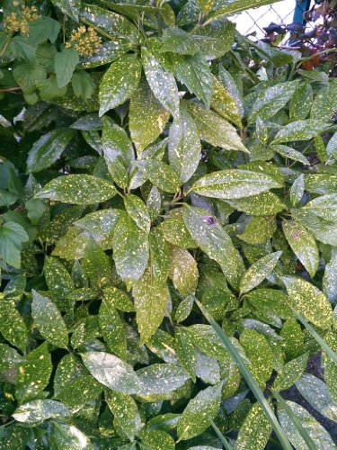 Japanische Goldorange Aucuba japonica Variegata 60-80 cm hoch im 10 Liter Pflanzcontainer von Plantenwelt