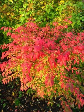 Korkspindel, geflügeltes Pfaffenhütchen Euonymus alatus 30-40 cm hoch im 3 Liter Pflanzcontainer von Plantenwelt