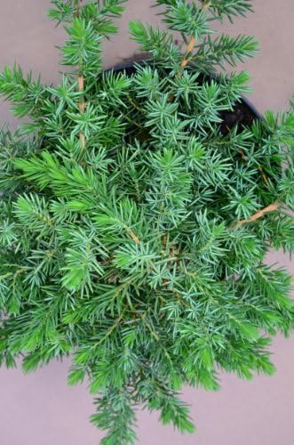 Küsten Kriechwacholder Juniperus conferta Blue Pacific 25-30 cm breit im 2 Liter Pflanzcontainer von Plantenwelt