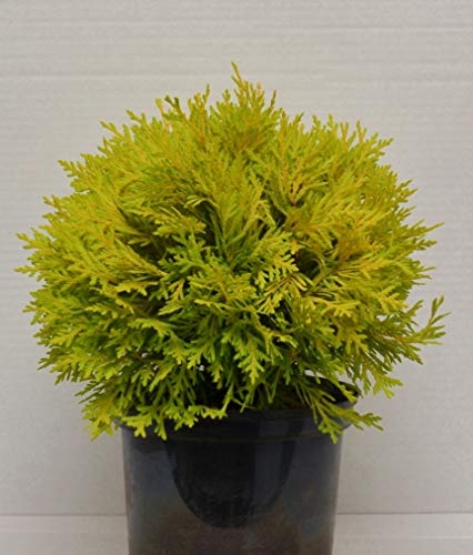 Kugel Lebensbaum Thuja occidentalis Amber Glow 20-25 cm breit im 2 Liter Pflanzcontainer von Plantenwelt