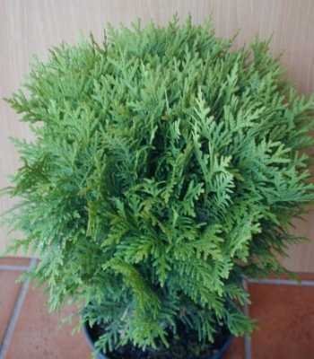 Kugel Lebensbaum Thuja occidentalis Danica 20-25 cm breit im 2 Liter Pflanzcontainer Kugel Lebensbaum Thuja occidentalis Danica 20-25 cm breit im 2 Liter Pflanzcontainer von Plantenwelt