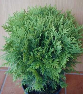Kugel Lebensbaum Thuja occidentalis Danica 25-30 cm breit im 2 Liter Pflanzcontainer von Plantenwelt