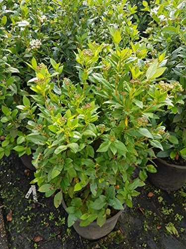 Mittelmeerschneeball, Viburnum tinus Eva Price Solitär 80-100 cm hoch im 10 Liter Pflanzcontainer von Plantenwelt