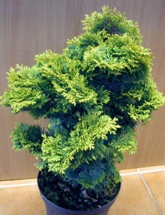 Muschelzypresse Chamaecyparis obtusa Nana Gracilis 15-20 cm breit im 1,5 Liter Topf Muschelzypresse Chamaecyparis obtusa Nana Gracilis 15-20 cm breit im 1,5 Liter Topf von Plantenwelt