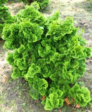 Muschelzypresse Chamaecyparis obtusa Nana Gracilis 20-25 cm breit im 1,5 Liter Topf Muschelzypresse Chamaecyparis obtusa Nana Gracilis 20-25 cm breit im 1,5 Liter Topf von Plantenwelt