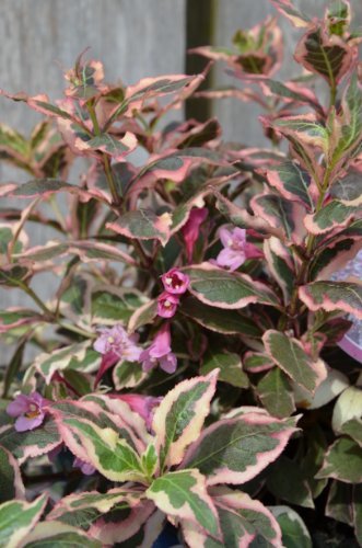 ! Neuheit ! Zwerg Weigelie Weigela florida Monet 30-40 cm hoch im 3 Liter Pflanzcontainer von Plantenwelt