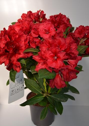 Rhododendron Red Jack 30-40 cm im 5 Liter Pflanzcontainer Rhododendron Red Jack 30-40 cm im 5 Liter Pflanzcontainer von Plantenwelt