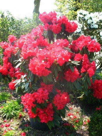 Rhododendron Wilgens Ruby 40-50 cm hoch im 5 Liter Pflanzcontainer von Plantenwelt