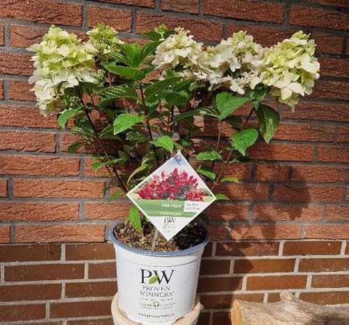 Rispenhortensie Hydrangea paniculata Fire Light PW -R- 40-60 cm im 5 Liter Pflanzcontainer von Plantenwelt