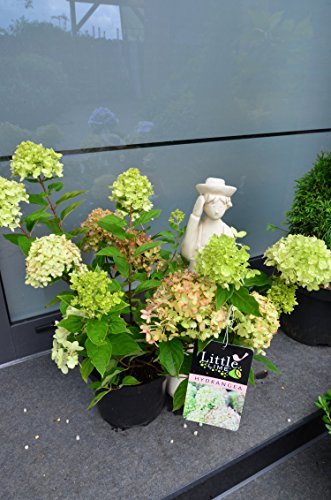 Rispenhortensie Hydrangea paniculata Little Lime ® 30-40 cm im 3 Liter Pflanzcontainer von Plantenwelt