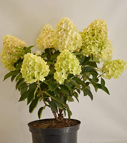 Rispenhortensie Hydrangea paniculata Silver Dollar ® 40-60 cm im 5 Liter Pflanzcontainer von Plantenwelt