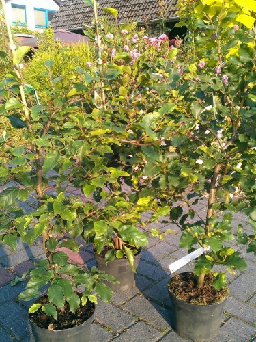 Rotbuche Fagus sylvatica 80-100 cm hoch im 5 Liter Pflanzcontainer von Plantenwelt