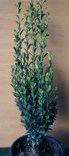 Säulen Ilex Ilex crenata Fastigiata 30-40 cm hoch im 3 Liter Pflanzcontainer von Plantenwelt