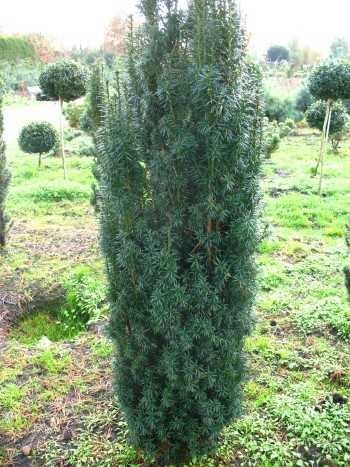 Säuleneibe grün Taxus baccata Fastigiata Robusta 70-80 cm mit Ballen von Plantenwelt