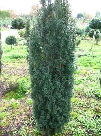 Säuleneibe grün Taxus baccata Fastigiata Robusta 80-90 cm mit Ballen von Plantenwelt