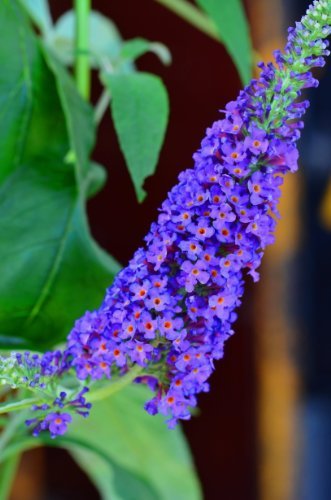 Schmetterlingsstrauch Buddleja Empire Blue 40-60 cm im 3 Liter Pflanzcontaier von Plantenwelt