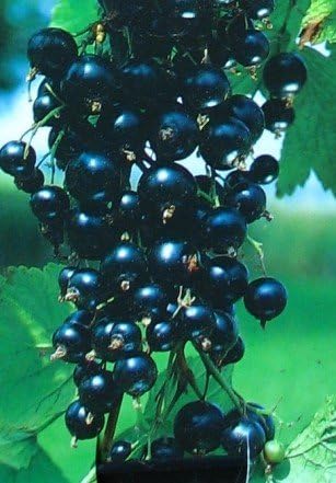 Schwarze Johannisbeere Silvergitters Schwarze Busch 3 Liter Pflanzcontainer 3-4 Triebe von Plantenwelt