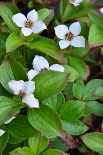 Teppich Hartriegel Cornus canadensis 15-20 cm breit im 1 Liter Pflanzcontainer von Plantenwelt