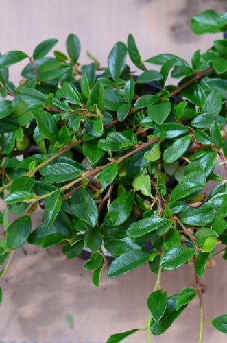 Teppichmispel Cotoneaster dammeri radicans 20-30 cm im 1,2 Liter Pflanzcontainer 1 VE = 20 Pflanzen Teppichmispel Cotoneaster dammeri radicans 20-30 cm im 1,2 Liter Pflanzcontainer 1 VE = 20 Pflanzen von Plantenwelt
