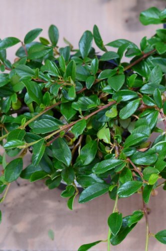 Teppichmispel Cotoneaster dammeri radicans 20-30 cm im 1,2 Liter Pflanzcontainer 1 VE = 10 Pflanzen von Plantenwelt