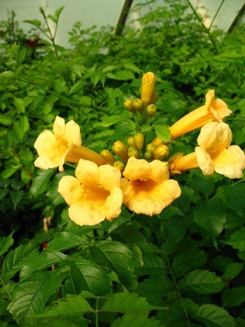 Trompetenblume Flava, Campsis Flava 80 cm hoch im 3 Liter Pflanzcontainer von Plantenwelt