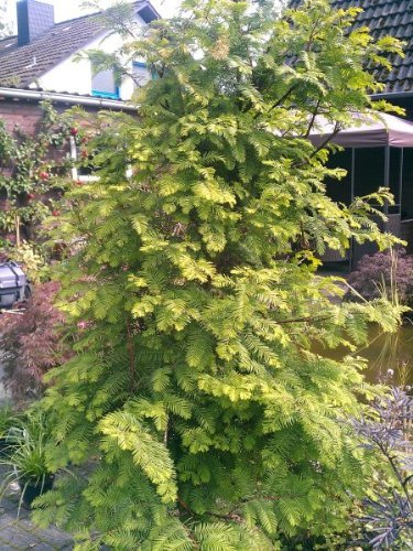 Urwelt Mammutbaum Metasequoia glyptostroboides 100-125 cm hoch im 5 Liter Pflanzcontainer von Plantenwelt