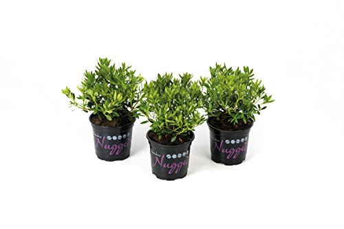 !!WELTNEUHEIT!! Nugget by Bloombux® – flower & form by INKARHO® 15-20 cm von Plantenwelt