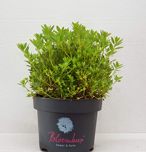 !!WELTNEUHEIT!! Bloombux® – flower & form by INKARHO® 30-35 im 5 Liter Pflanzcontainer von Plantenwelt