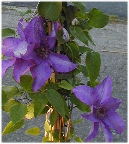 Waldrebe Clematis The President 80 cm hoch im 2 Liter Pflanzcontainer von Plantenwelt