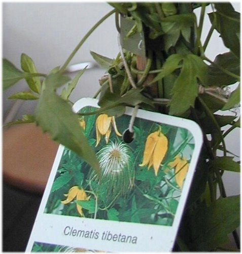 Waldrebe Wildart Clematis tibetana 80 cm hoch im 3 Liter Pflanzcontainer von Plantenwelt