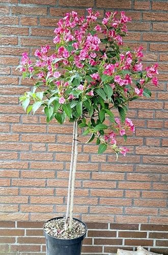 Weigelie Weigela Bristol Ruby Stämmchen, Stammhöhe 70 cm Krone 50 cm hoch und breit im 5 Liter Pflanzcontainer von Plantenwelt