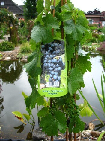 Weinrebe Regent 80 cm hoch im 3 Liter Pflanzcontainer von Plantenwelt