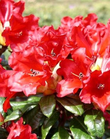 Zwerg Rhododendron repens Scarlet Wonder 25-30 cm breit im 2 Liter Pflanzcontainer Zwerg Rhododendron repens Scarlet Wonder 25-30 cm breit im 2 Liter Pflanzcontainer von Plantenwelt