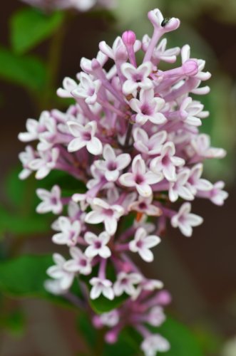 Zwergflieder Syringa meyeri Josee 40-60 cm im 3 Liter Pflanzcontainer von Plantenwelt