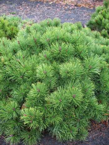 Zwergkiefer, Pinus mugo var. pumilio 25-30 cm breit im 3 Liter Pflanzcontainer von Plantenwelt