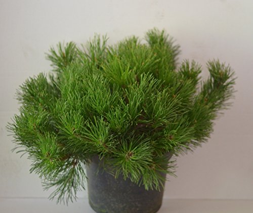 Zwergkiefer, Pinus mugo var. pumilio 40-50 cm breit im 5 Liter Pflanzcontainer von Plantenwelt