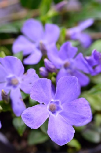 blau blühendes Immergrün Vinca minor5-7 Triebe im Topf blau blühendes Immergrün Vinca minor5-7 Triebe im Topf von Plantenwelt