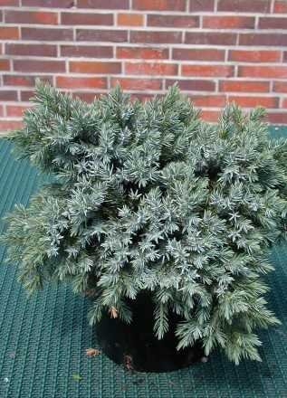 blauer Kriech Wacholder Juniperus squamata Blue Carpet 25-30 cm breit im 3 Liter Pflanzcontainer von Plantenwelt
