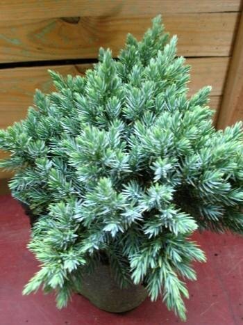 blauer Zwerg Wacholder Juniperus squamata Blue Star 15-20 cm hoch im 2 Liter Pflanzcontainer von Plantenwelt