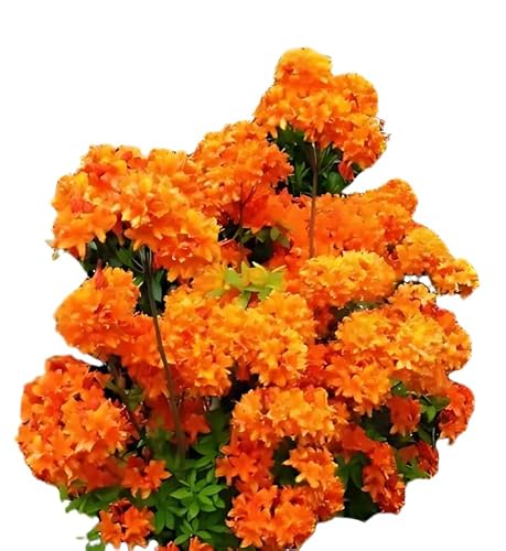 bronzegelb blühende Garten Azalee Rhododendron luteum Golden Eagle 40-50 cm hoch im 5 Liter Pflanzcontainer von Plantenwelt