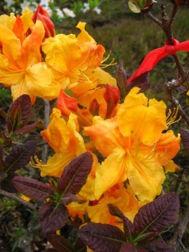 bronzegelb blühende Garten Azalee Rhododendron luteum Klondyke 30-40 cm hoch im 5 Liter Pflanzcontainer von Plantenwelt
