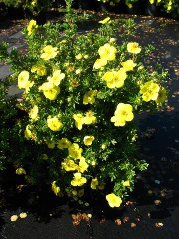 gelb blühender Fünffingerstrauch Potentilla Klondyke 30 cm hoch im 3 Liter Pflanzcontainer von Plantenwelt