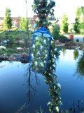 gelbbunter Efeu Hedera helix Goldheart 80 cm hoch im 3 Liter Pflanzcontainer von Plantenwelt