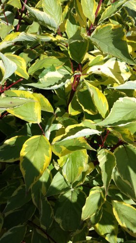 gelbbunter Hartriegel Cornus alba Spaethii 60-100 cm hoch im 5 Liter Pflanzcontainer von Plantenwelt