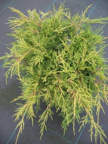 gelber Kriech Wacholder Juniperus media Old Gold 40 cm breit im 3 Liter Pflanzcontainer von Plantenwelt